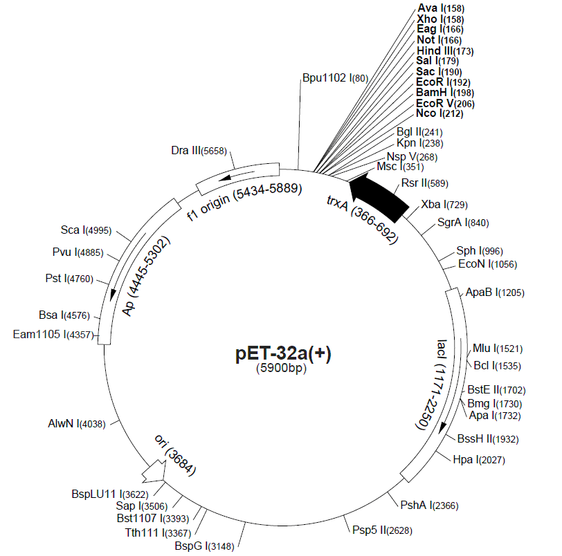 pet-32a载体图谱